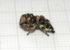 Parnaenus