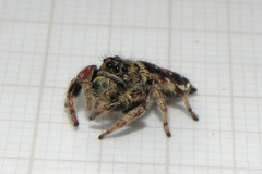 Parnaenus