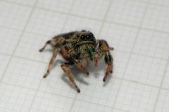 Parnaenus