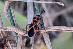 Tropidothorax sternalis