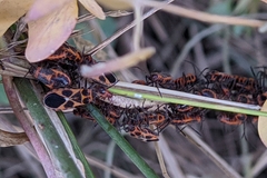 Tropidothorax sternalis