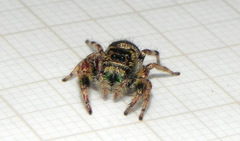 Parnaenus