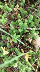 Sedum moranense