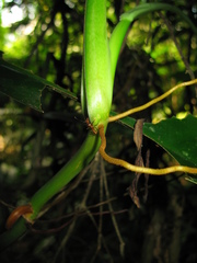 Philodendron linnaei