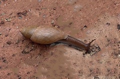 Euglandina rosea image