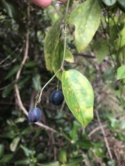 Passiflora pallida image