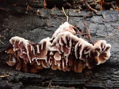 Gloeophyllum abietinum