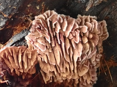 Gloeophyllum abietinum