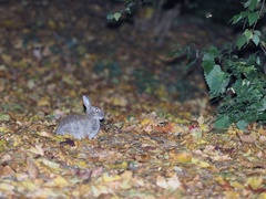 Oryctolagus cuniculus