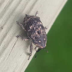 Eutyrhinus meditabundus