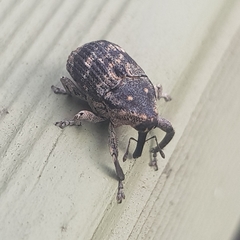 Eutyrhinus meditabundus