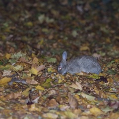 Oryctolagus cuniculus
