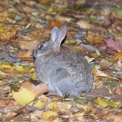 Oryctolagus cuniculus