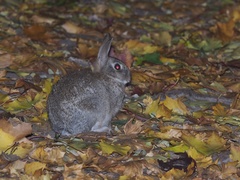 Oryctolagus cuniculus
