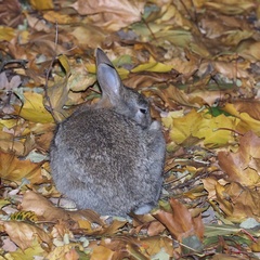 Oryctolagus cuniculus