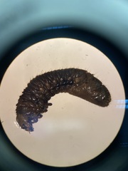 Popillia japonica