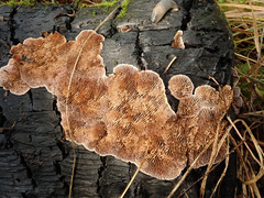 Gloeophyllum abietinum