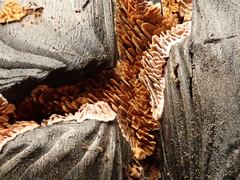 Gloeophyllum abietinum