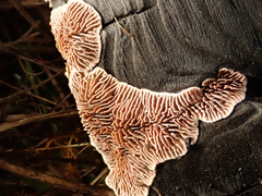 Gloeophyllum abietinum