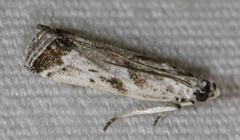 Diviana eudoreella