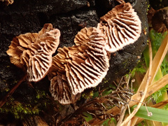 Gloeophyllum abietinum