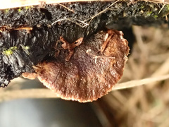 Gloeophyllum abietinum