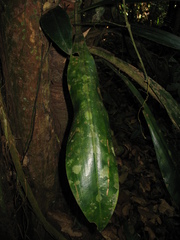 Philodendron linnaei