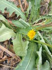 Taraxacum officinale