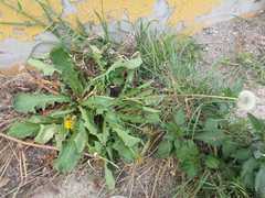 Taraxacum officinale