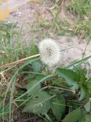 Taraxacum officinale