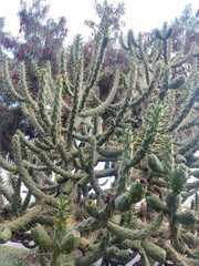 Austrocylindropuntia
