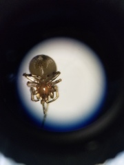 Theridion glaucescens