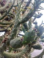 Austrocylindropuntia