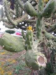 Austrocylindropuntia