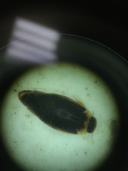 Coptotomus longulus
