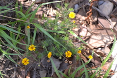 Thymophylla pentachaeta