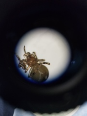 Theridion glaucescens