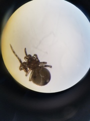 Theridion glaucescens
