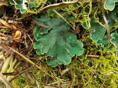Peltigera ponojensis