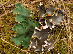 Peltigera ponojensis