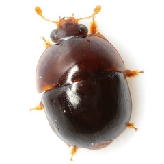 Camptodes texanus