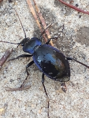 Carabus sylvosus