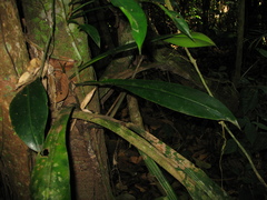 Philodendron linnaei