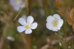 Leptosiphon liniflorus
