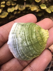 Trichaptum abietinum image