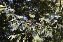 Dasineura rubiformis