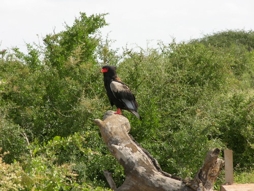 Bateleur (Terathopius ecaudatus), photo 10