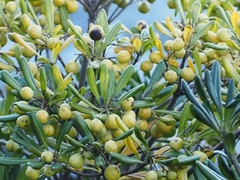 Pittosporum tobira