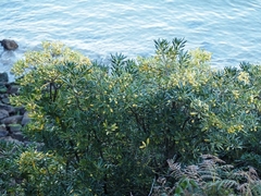 Pittosporum tobira