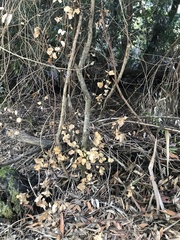 Phytophthora ramorum